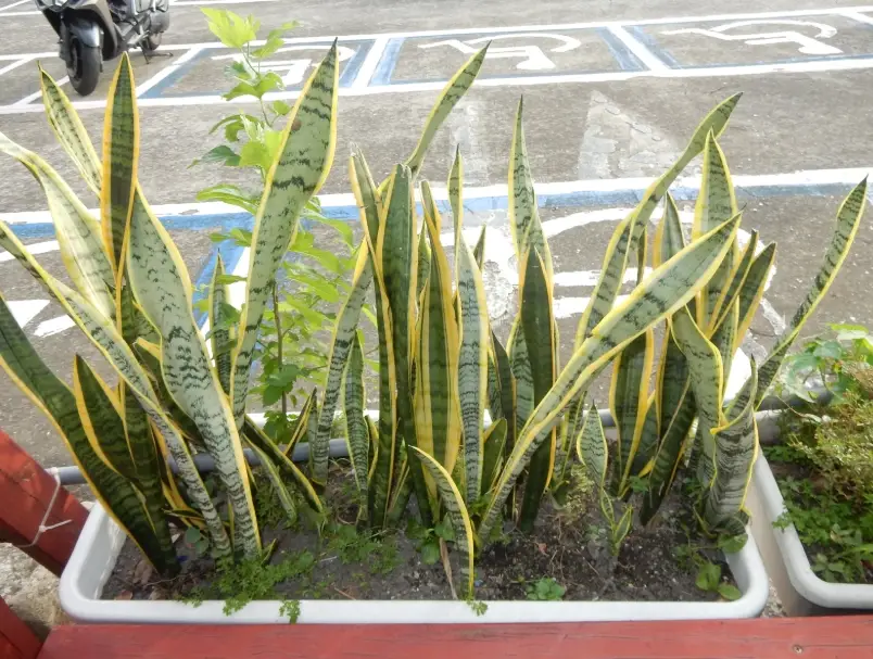 虎尾蘭日照